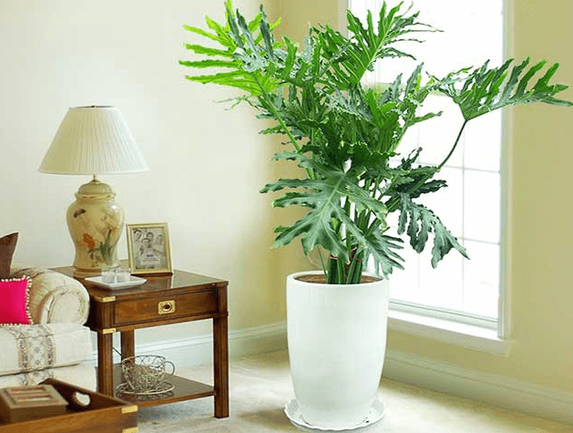 Công dụng cây trầu bà thanh xuân thanh lọc không khí