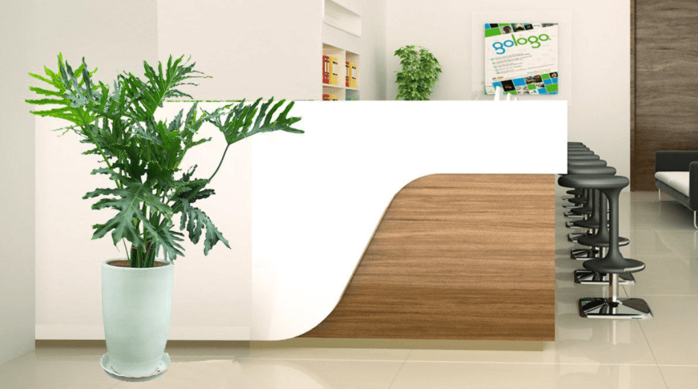 Công dụng cây trầu bà thanh xuân tượng trưng cho tài ộc