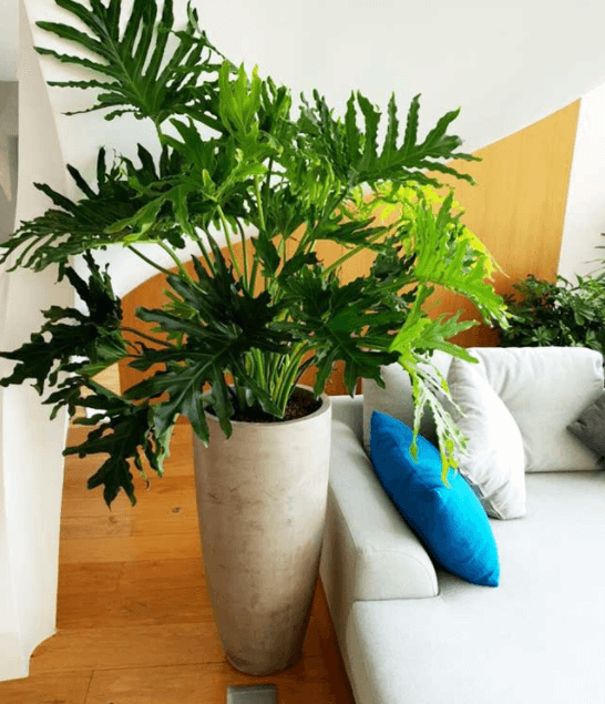 Công dụng cây trầu bà thanh xuân hợp mệnh Mộc và tuổi Ngọ