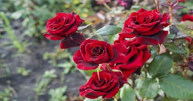 Hoa hồng đỏ có ý nghĩa gì? Những mẫu bó hoa hồng đỏ, cắm lẵng, giỏ ...