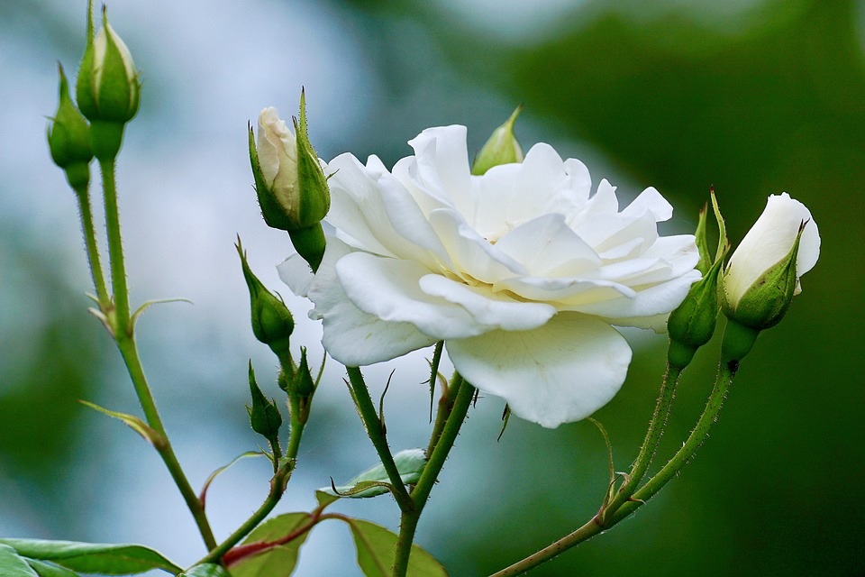 Hoa hồng trắng có ý nghĩa gì? Những mẫu cắm, bó hoa hồng trắng đẹp