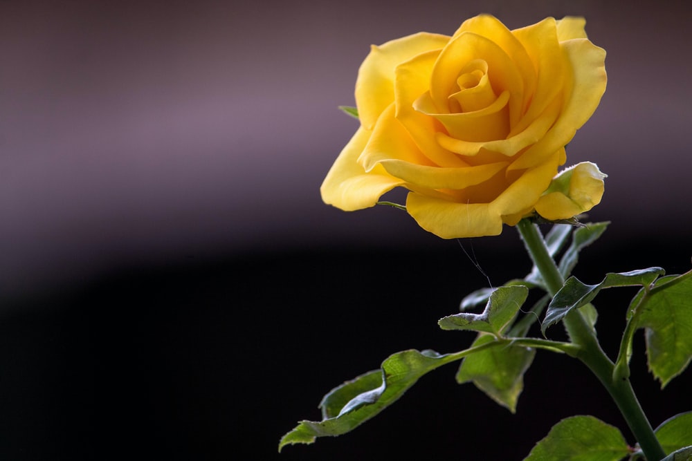 Hoa hồng vàng có ý nghĩa gì? Cách cắm hoa hồng vàng để bàn, bó hoa hồng  vàng đẹp