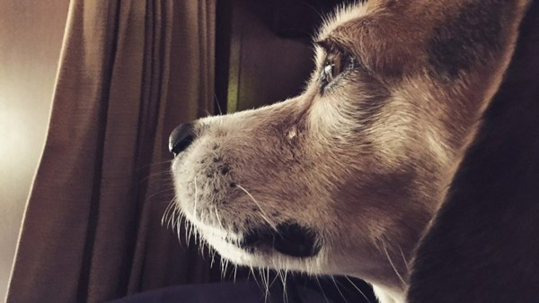 Với những hình ảnh chó buồn khóc tràn đầy cảm xúc trên META.vn, bạn sẽ dễ dàng chìm đắm vào tâm trạng của chúng và tìm thấy sự thoải mái trong cuộc sống.