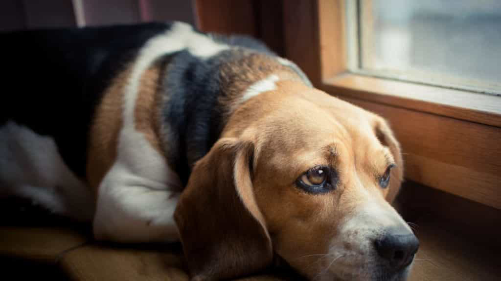 Bạn có thấy những bức ảnh của chó buồn rất cảm động và tâm trạng? Hãy xem tấm ảnh này - đó là một chú chó thực sự đẫm nước mắt và đầy xúc động. Điều đó chắc chắn sẽ khiến bạn đồng cảm và muốn yêu thương chúng nhiều hơn!