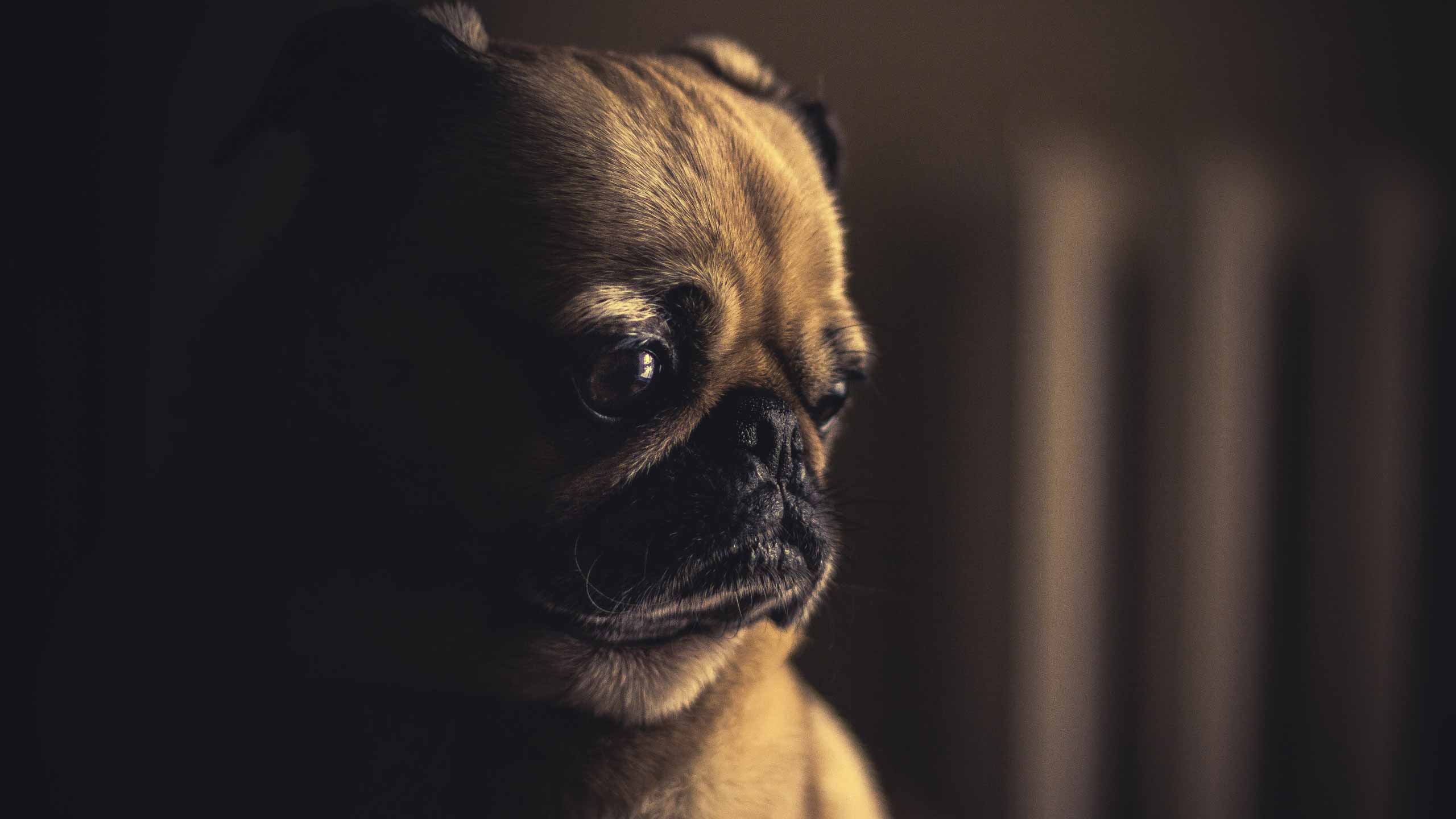 Hình ảnh chó buồn: Chó cũng có cảm xúc riêng và chúng cũng có thể trầm cảm, buồn bã. Những bức ảnh chó buồn sẽ làm bạn động lòng và cảm nhận được tình cảm chân thành của loài vật này đối với con người.