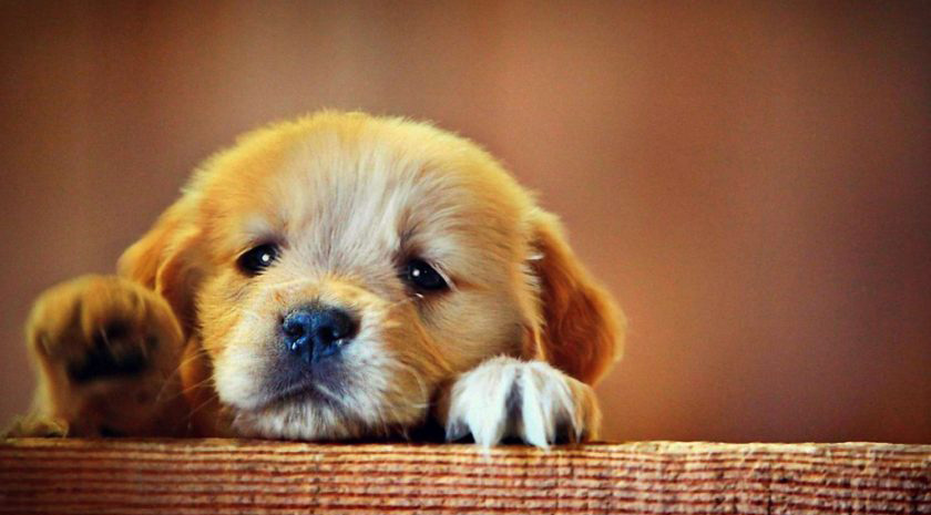 Nếu bạn muốn nhìn thấy một tấm ảnh đầy cảm xúc, hãy xem ảnh chó buồn này. Chú chó nhìn thật uất nghẹn và đáng thương, sẽ khiến bạn cảm thấy động lòng.