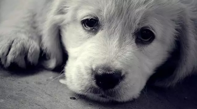 Những giọt nước mắt rơi của chú chó trong bức ảnh chó khóc đầy cảm động và chân thật làm ta đau lòng. Hãy xem qua bức ảnh này và cảm nhận sức mạnh của tình cảm giữa chú chó và con người.