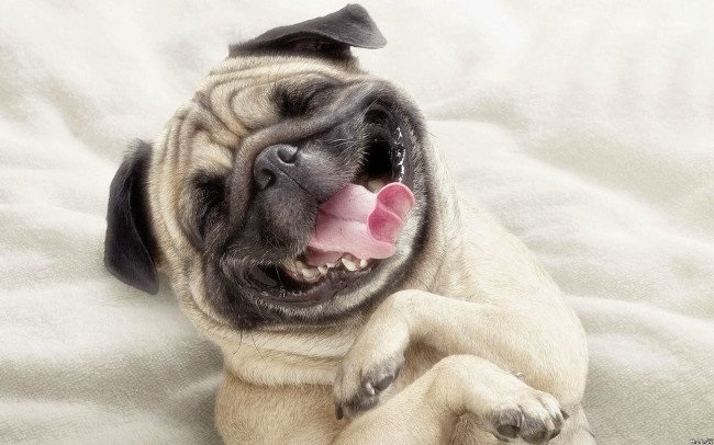 Hình ảnh avatar chó cute đáng yêu ngộ nghĩnh tinh nghịch