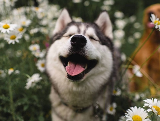 Ai lại không yêu những chú chó đáng yêu nhất? Những tấm ảnh chó cute này chắc chắn sẽ làm cho bạn không ngừng cười vì sự đáng yêu của chúng.