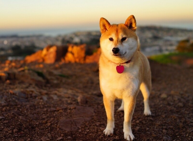 500+ ảnh đẹp nhất về Shiba Inu · Tải xuống miễn phí 100% · Ảnh có sẵn của  Pexels