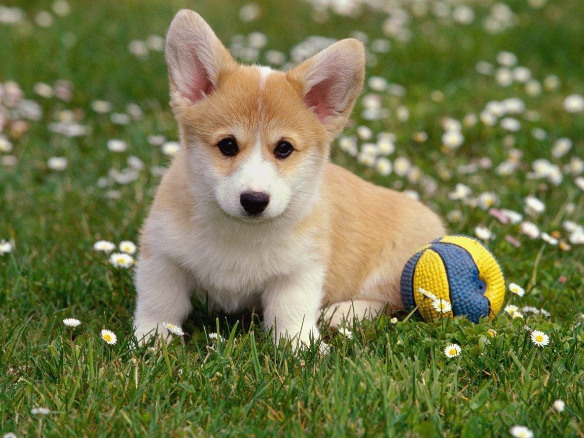 Hình nền chó Corgi cute