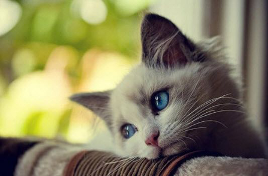 Mèo buồn làm ta cảm thấy xót xa và muốn giúp chúng thoát khỏi nỗi buồn. Hãy xem ảnh để cảm nhận thêm vẻ đáng thương của chú mèo và hy vọng tình cảm của con người sẽ giúp chúng thấy được niềm vui.