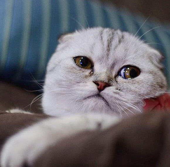 Hình ảnh mèo buồn khóc khiến chúng ta cảm thấy tồn thương và muốn chia sẻ yêu thương cho chúng. Nếu bạn yêu thích mèo, bạn chắc chắn sẽ không thể cưỡng lại được sự đáng yêu và dễ thương của chúng.