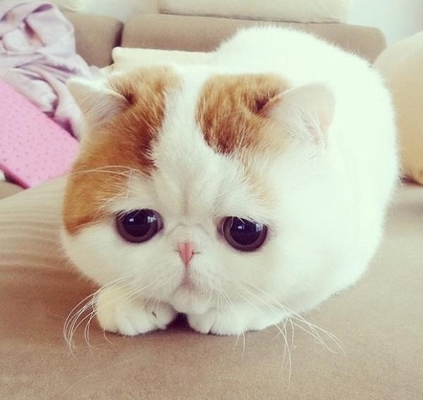 30 Hình ảnh meme mèo khóc thét cực kỳ hài hước và độc đáo