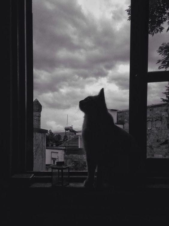 Cảm giác buồn cô đơn có lúc vẫn làm bạn nhớ về những khoảnh khắc buồn nhất trong cuộc sống đấy. Hãy tìm thấy chút an ủi với ảnh mèo buồn, ảnh mèo khóc tại đây. Mỗi bức hình đều là một cảm xúc đẹp và sâu lắng.