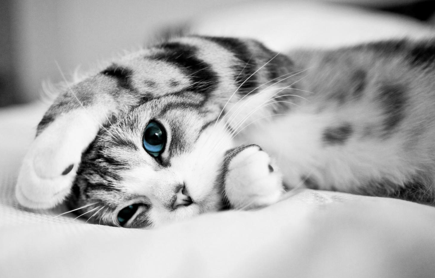 Khám phá nhiều hơn 97 mèo cute hình nền hay nhất - Tin học Đông Hòa