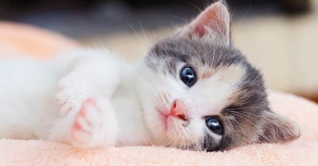 Những hình ảnh đáng yêu hình mèo con siêu cute Tràn ngập cảm xúc yêu thương