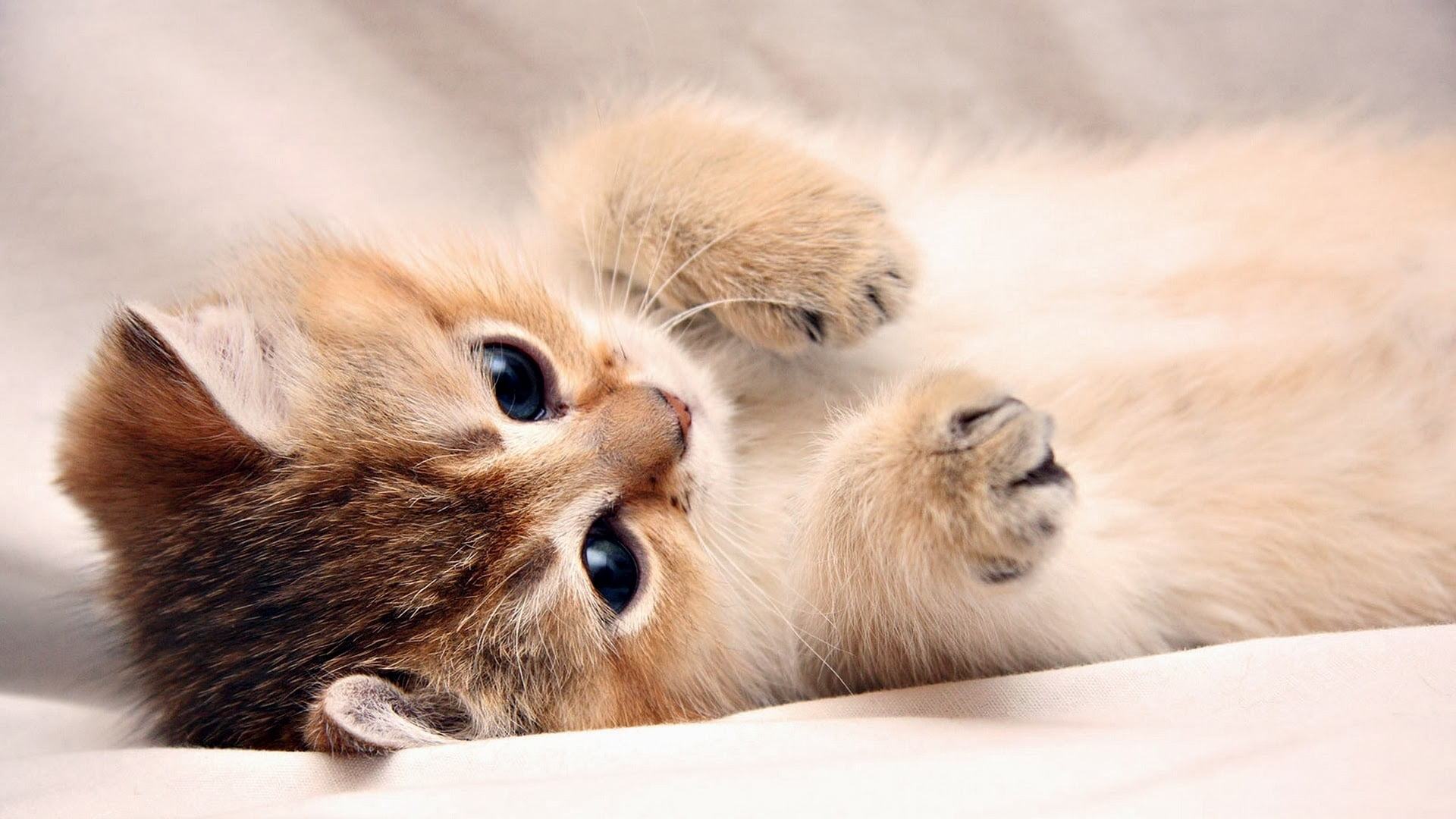 Tổng hợp hơn 90 ảnh mèo con siêu cute mới nhất - Tin Học Vui