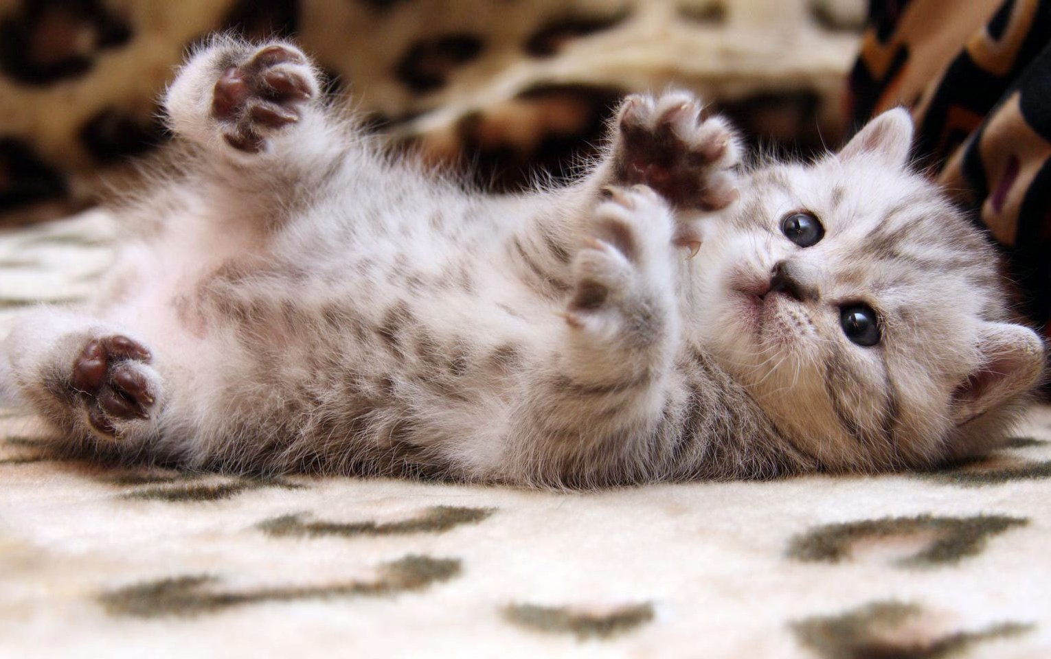 Hình ảnh mèo con cute dễ thương, đáng yêu nhất - META.vn