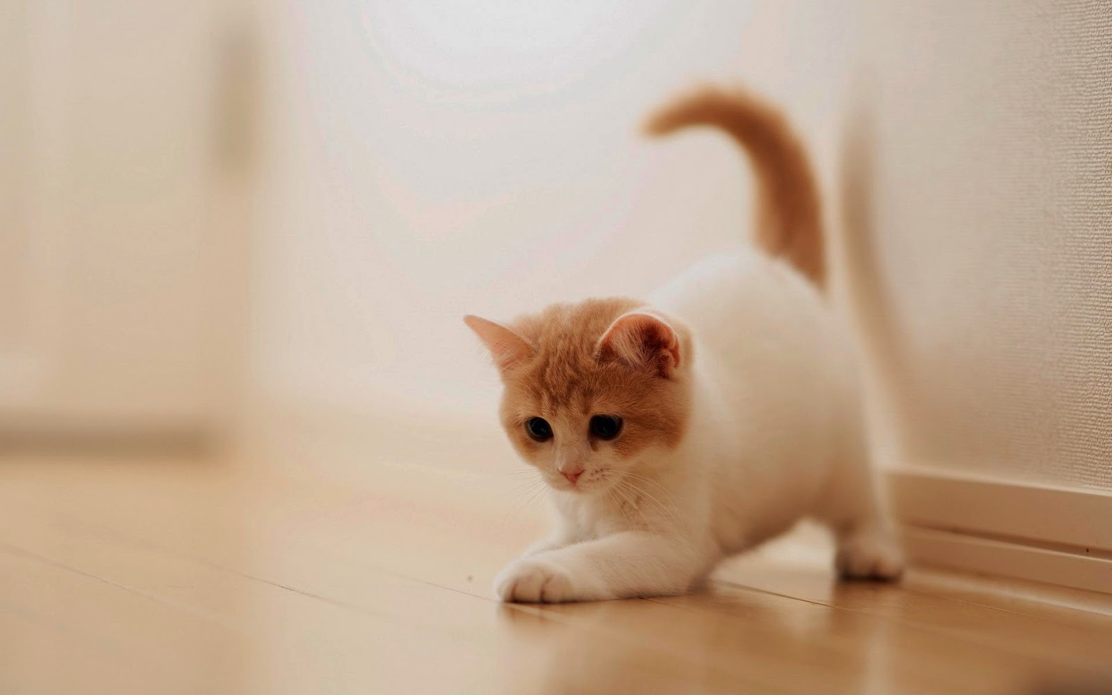 Hình Ảnh Mèo Con Cute Dễ Thương, Đáng Yêu Nhất - Meta.Vn