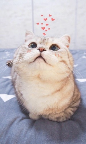 Tổng hợp 10000+ Hình ảnh con mèo đẹp dễ thương nhất