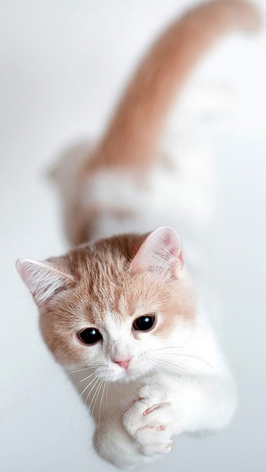 Hình ảnh mèo đẹp nhất làm hình nền, avatar - META.vn