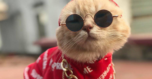 Ảnh mèo cute đeo kính chắc chắn sẽ làm bạn cười thích thú và cho bạn những phút giây thư giãn tuyệt vời, hãy xem ngay!