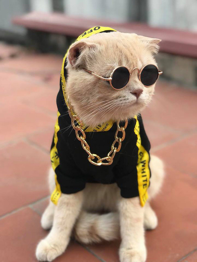 Hình ảnh mèo ngầu, ảnh mèo đeo kính cool nhất - META.vn
