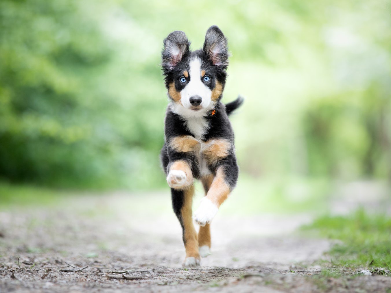 400000 ảnh đẹp nhất về Con Chó Dễ Thương  Tải xuống miễn phí 100  Ảnh  có sẵn của Pexels