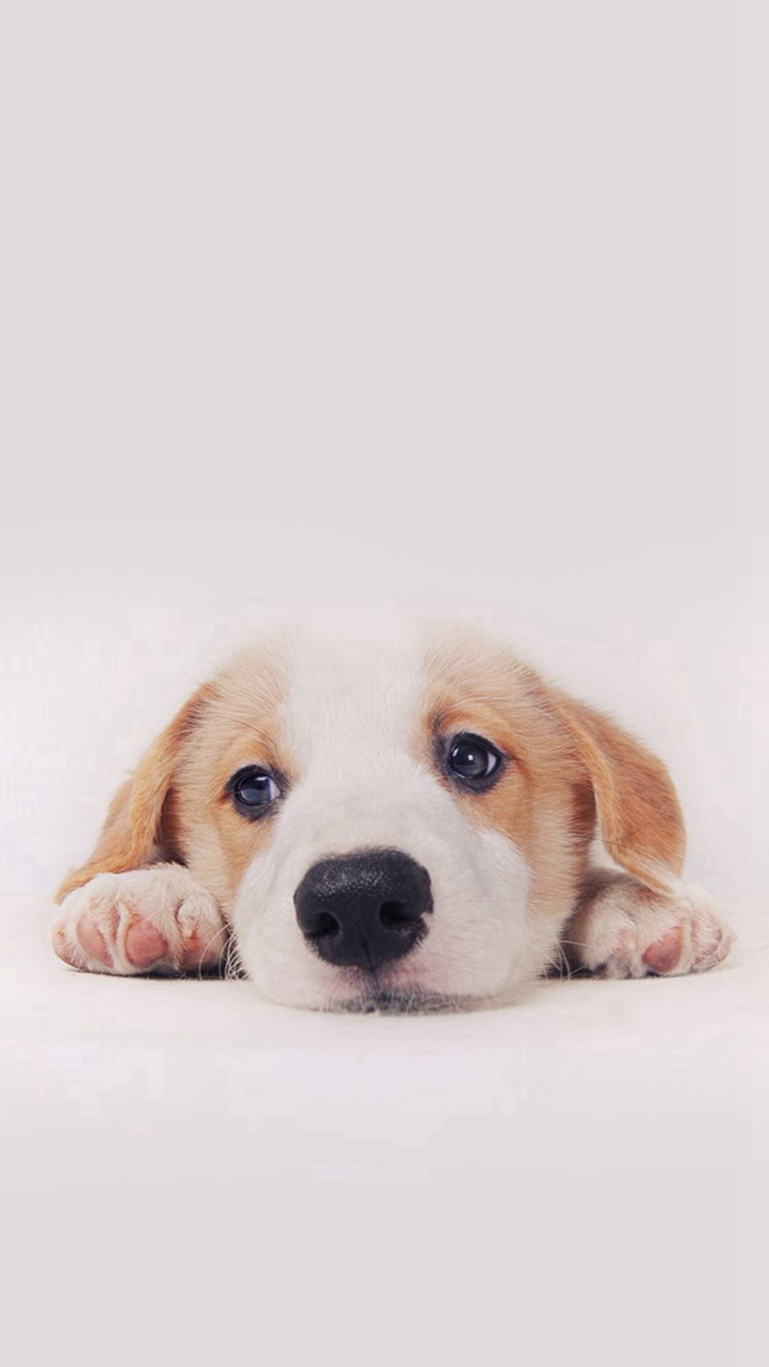 Hình nền điện thoại cún con cute