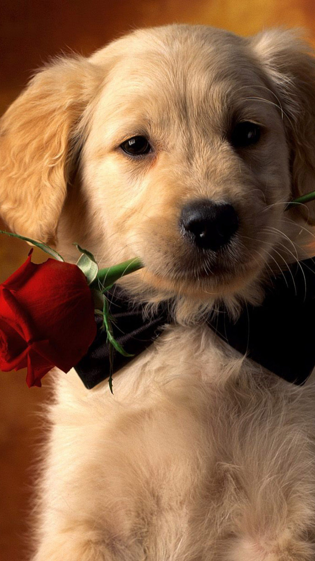 Bộ Hình Nền Những Chú Chó đáng Yêu Cho Máy Tính Pinterest