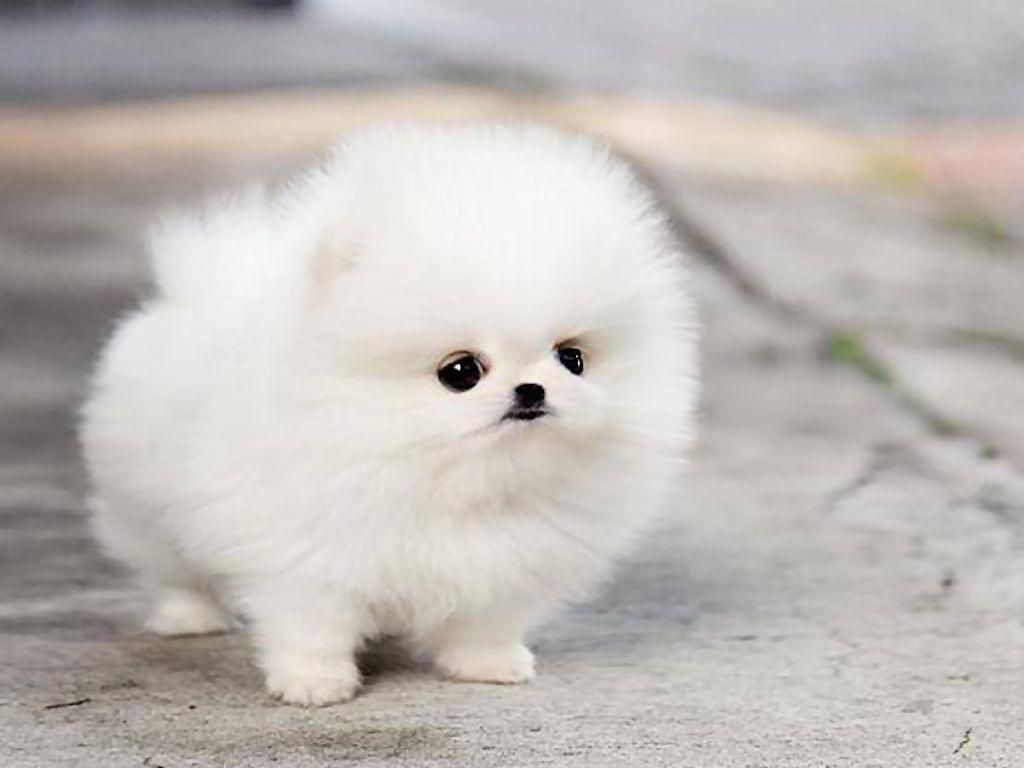 Hình ảnh cún con dễ thương đáng yêu đẹp nhất thế giới  Hà Nội Spirit Of  Place