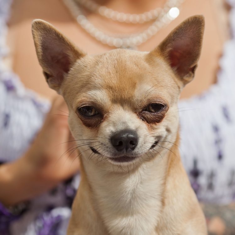 Chó Chihuahua Teacup  4 Cảnh Báo Cần Lưu Ý  Thichthucungcom