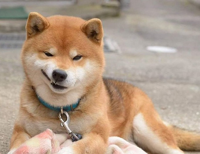 Làm sao mà không cười nếu như bạn nhìn thấy ảnh chó cười đấy! Chú chó này được cho là có khả năng khiến cho bất kì ai cũng phải thất nghiệp vì việc cười mất! Hãy xem và cười với ảnh chó đáng yêu này nhé!