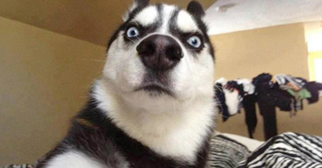 Hình ảnh Biểu Tượng Linh Vật Con Chó đeo Kính Mắt PNG Con Chó Dễ Thương Linh Vật Logo PNG và Vector với nền trong suốt để tải xuống miễn phí