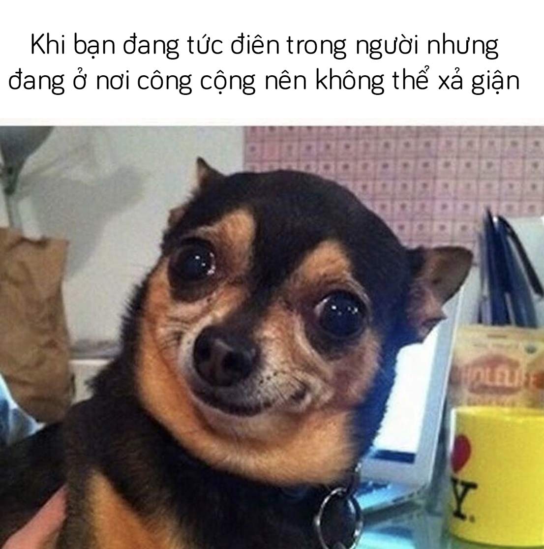 Hài hước với biệt tài xin lỗi của những chú chó