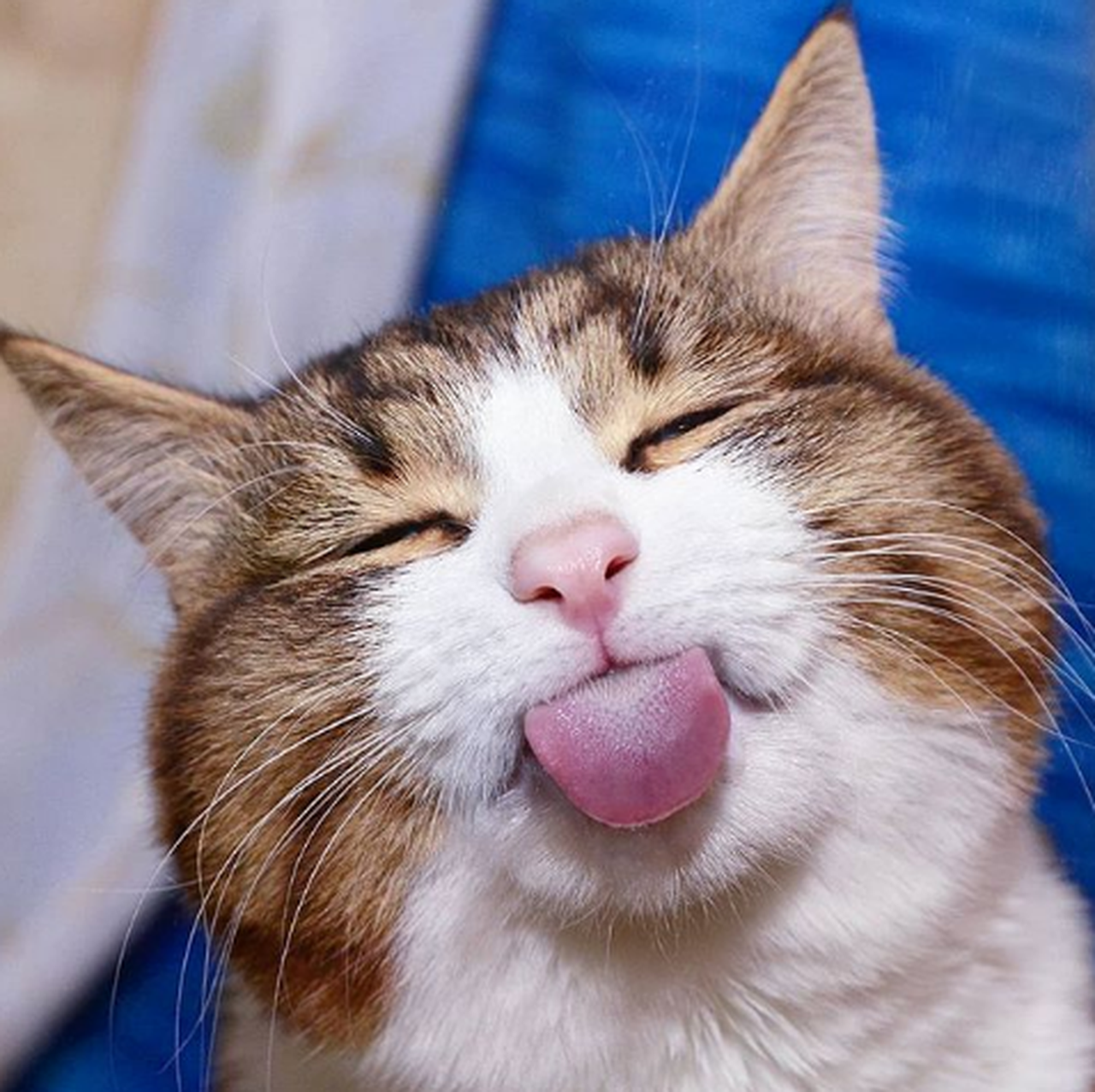 Hình hình họa mèo xinh tươi, đáng yêu và dễ thương, hình họa mèo xinh đẹp iu vượt lên trên chuồn - META.vn
