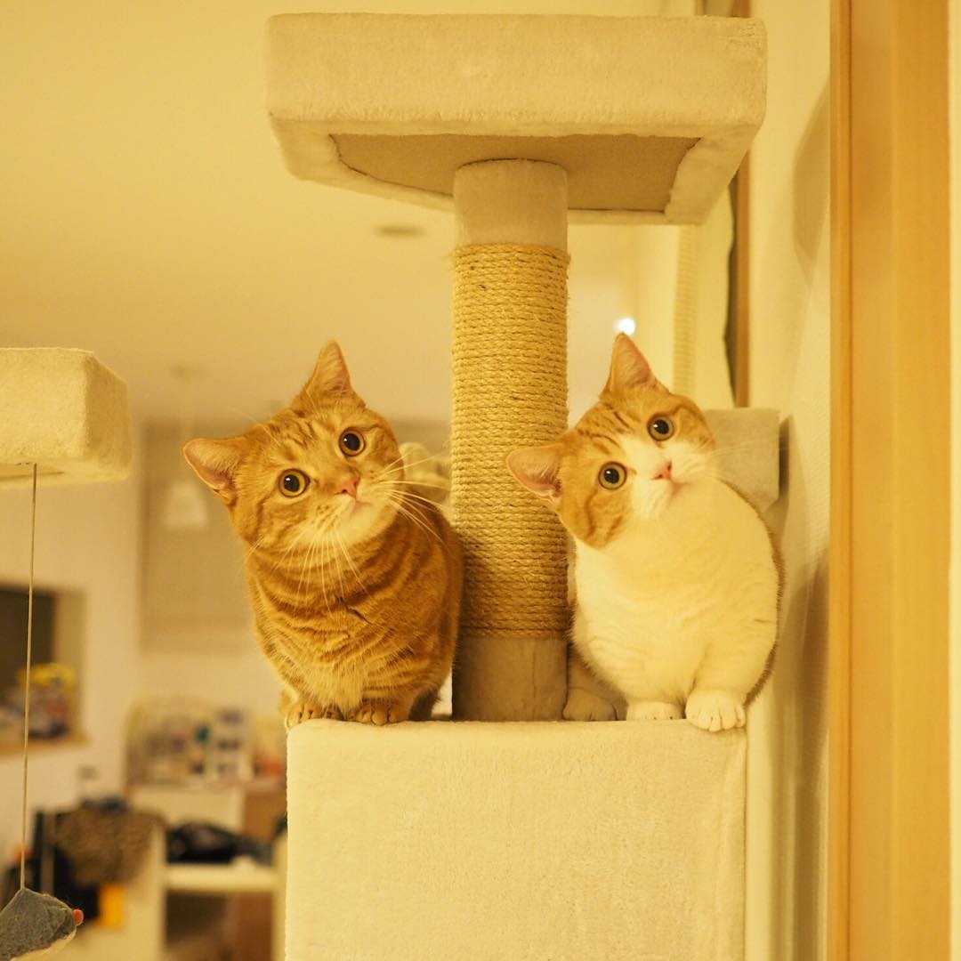2 con mèo: Hai chú mèo của chúng ta đang thư giãn và thưởng thức cuộc sống thật dễ thương. Hãy xem hình ảnh này và cảm nhận được sự đáng yêu và tình cảm của hai con vật này.