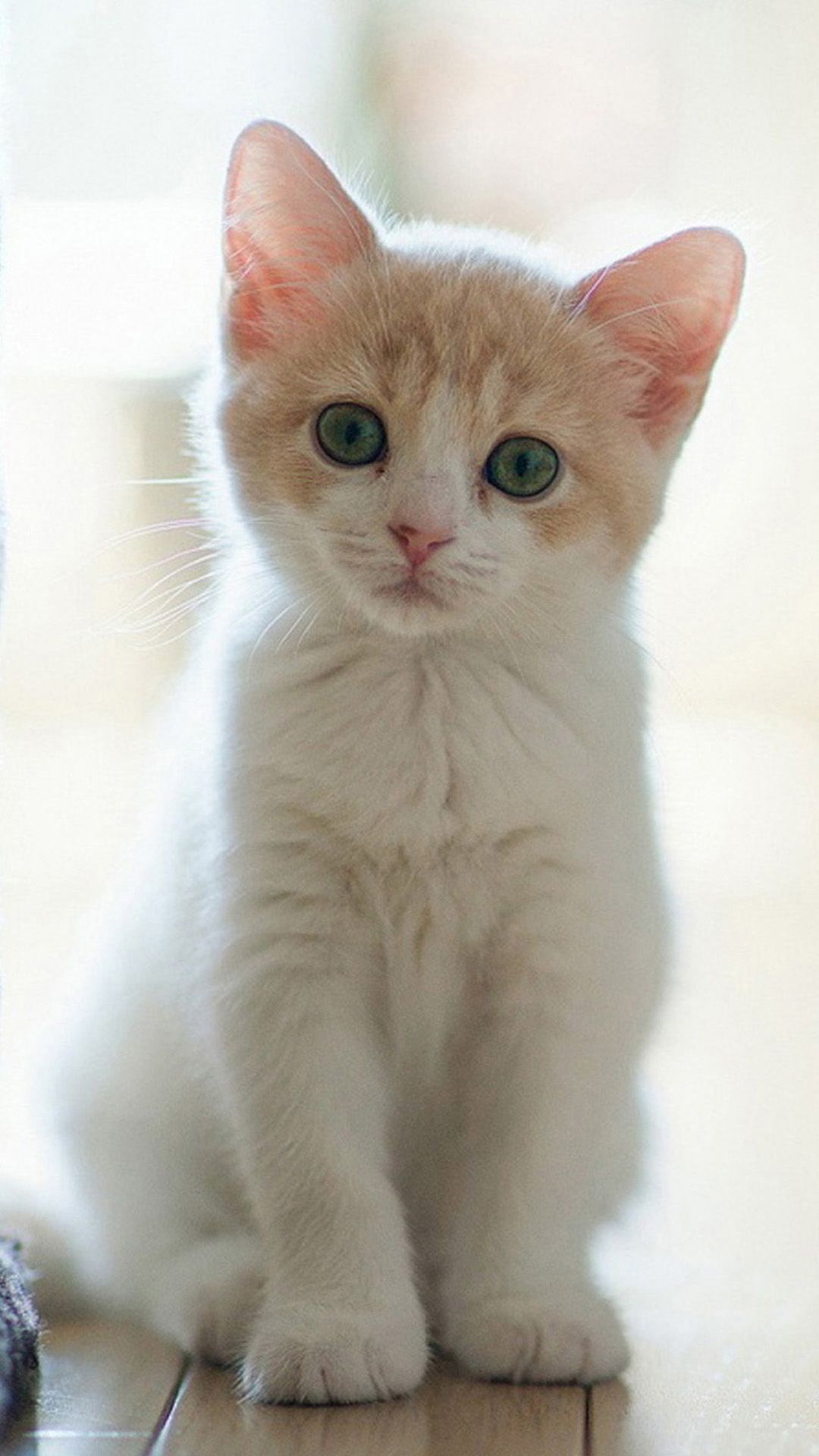 Top 20 Hình Ảnh Chú Mèo Con Dễ Thương Đáng Yêu Nhất Mèo dễ thương Động vật dễ thương nhất Mèo munchkin