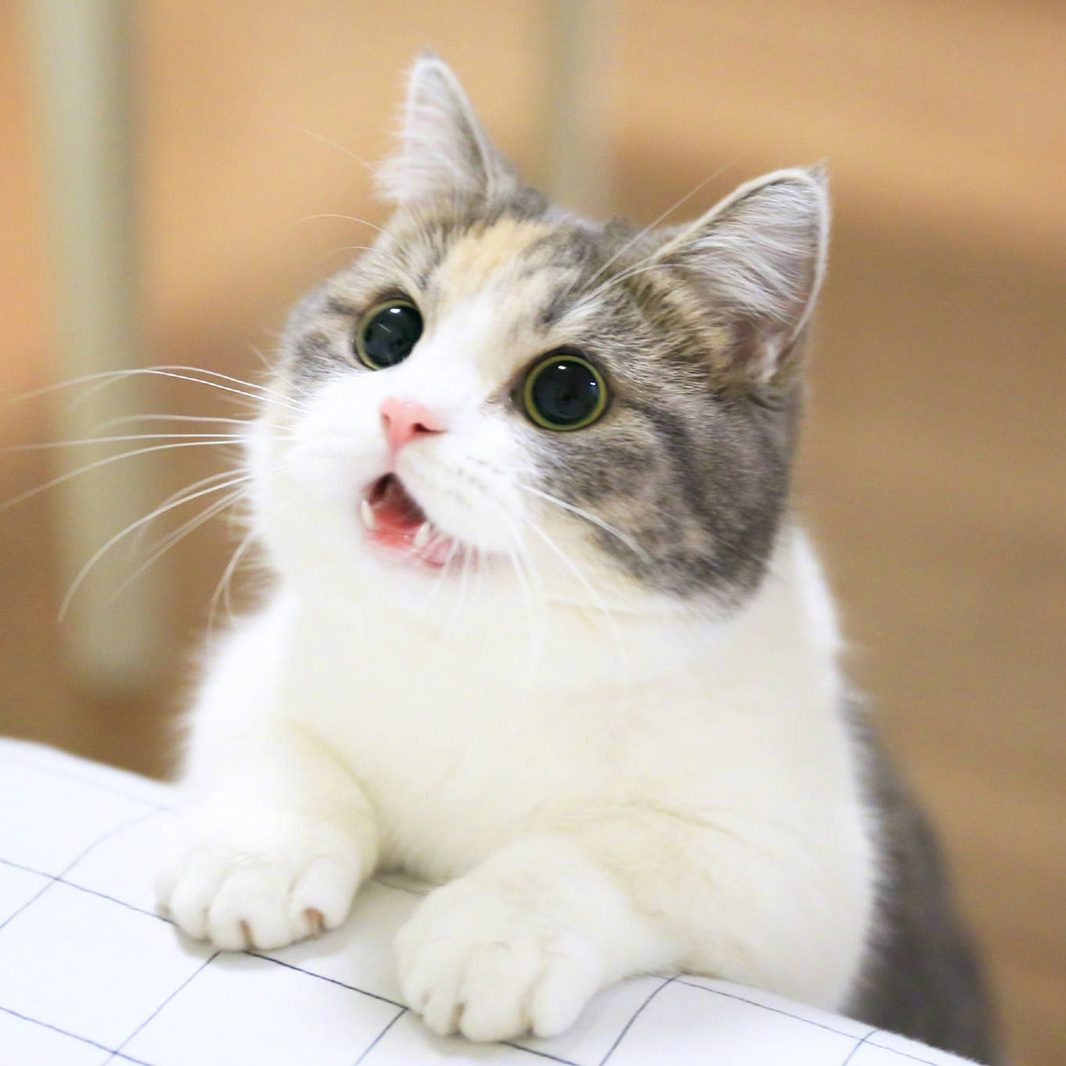 Hình hình họa mèo xinh tươi, đáng yêu và dễ thương, hình họa mèo xinh đẹp iu vượt lên trên chuồn - META.vn