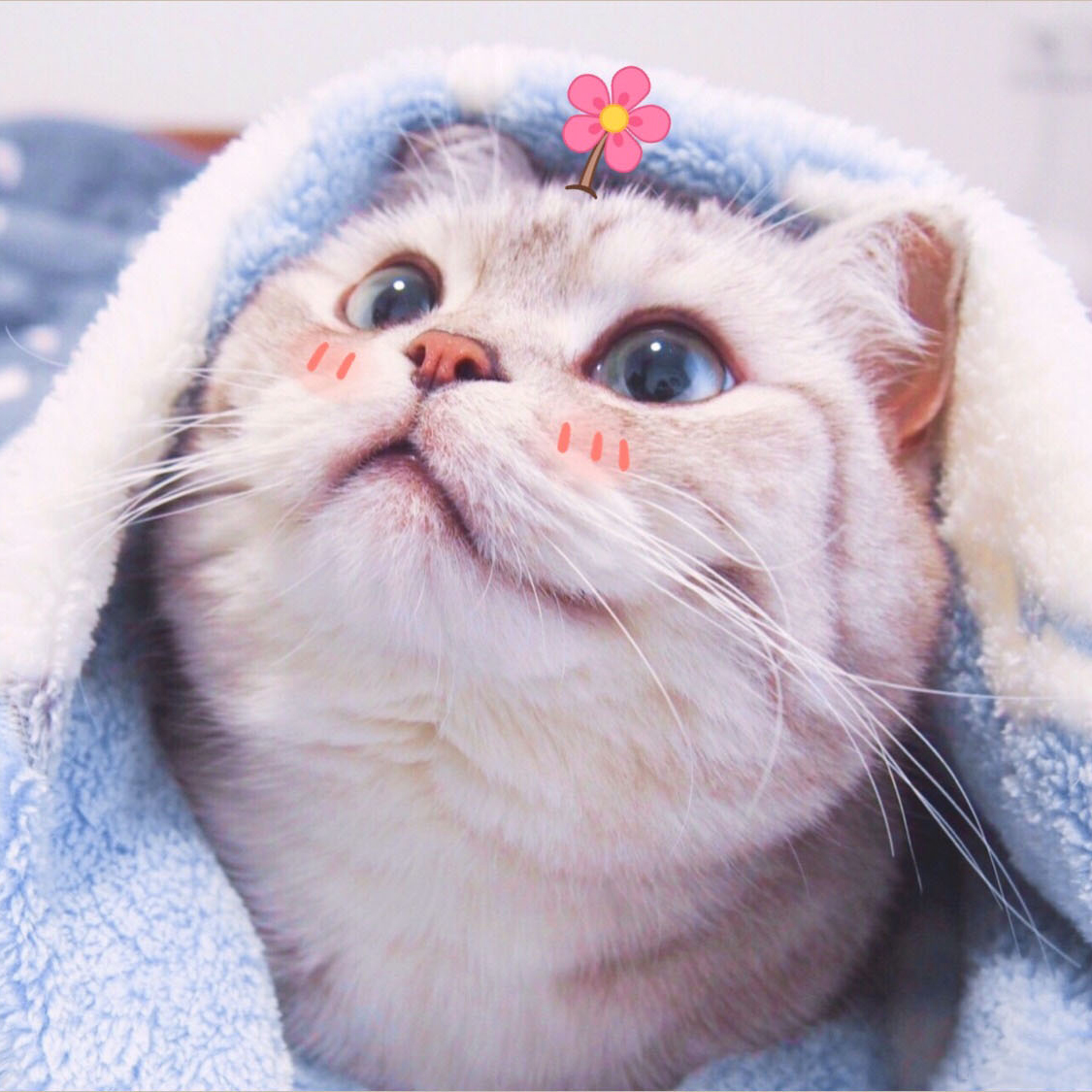 Top 100 hình ảnh con mèo con cute dễ thương nhất