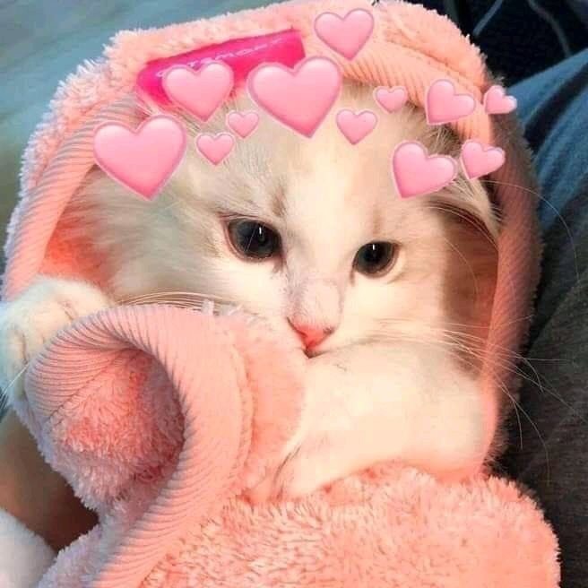 100+ Ảnh Mèo Cute Có Trái Tim Với Tình Yêu Và Sự Ngọt Ngào