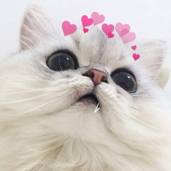 Bạn có muốn chiêm ngưỡng những chú mèo vô cùng dễ thương? Hãy xem hình ảnh mèo cute trái tim để cảm nhận được sự đáng yêu và ngộ nghĩnh của chúng.