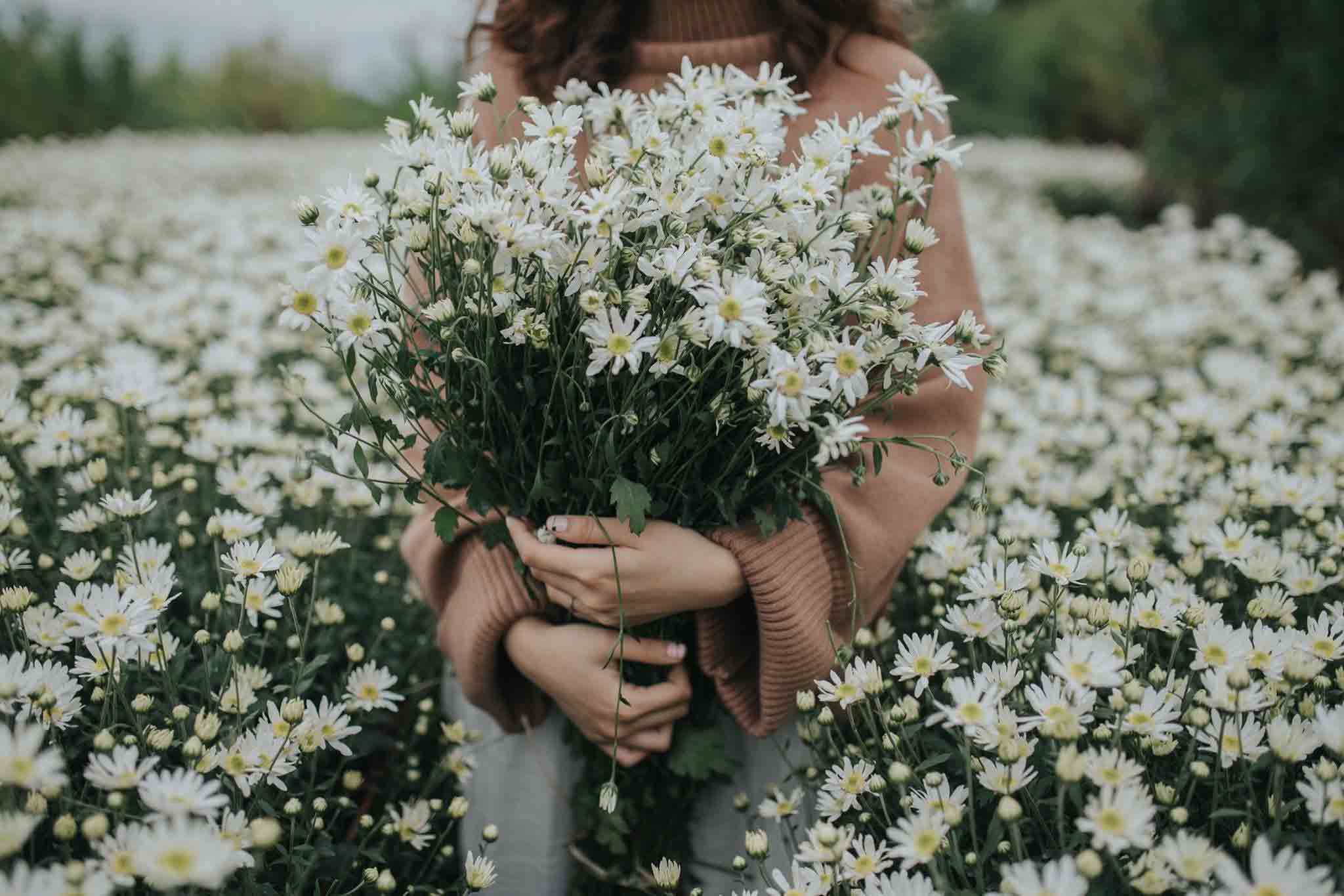 Hoa cúc họa mi là một trong những loài hoa yêu thích của nhiều người bởi vẻ đẹp tinh khiết và đầy mơ mộng. Hãy ngắm nhìn những bông hoa cúc họa mi này và tha hồ thưởng thức sắc trắng tinh khôi, và hương thơm dịu nhẹ của chúng.