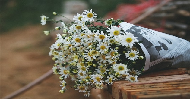 Cách cắm hoa cúc họa mi đẹp, tươi lâu - META.vn