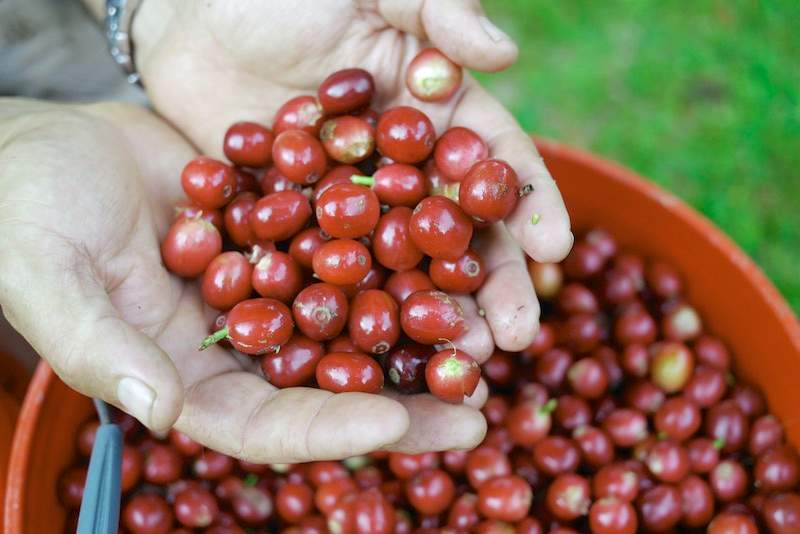 Cà phê Cherry (cà phê mít)