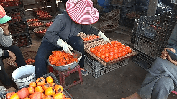 Phân loại hồng trước khi sấy