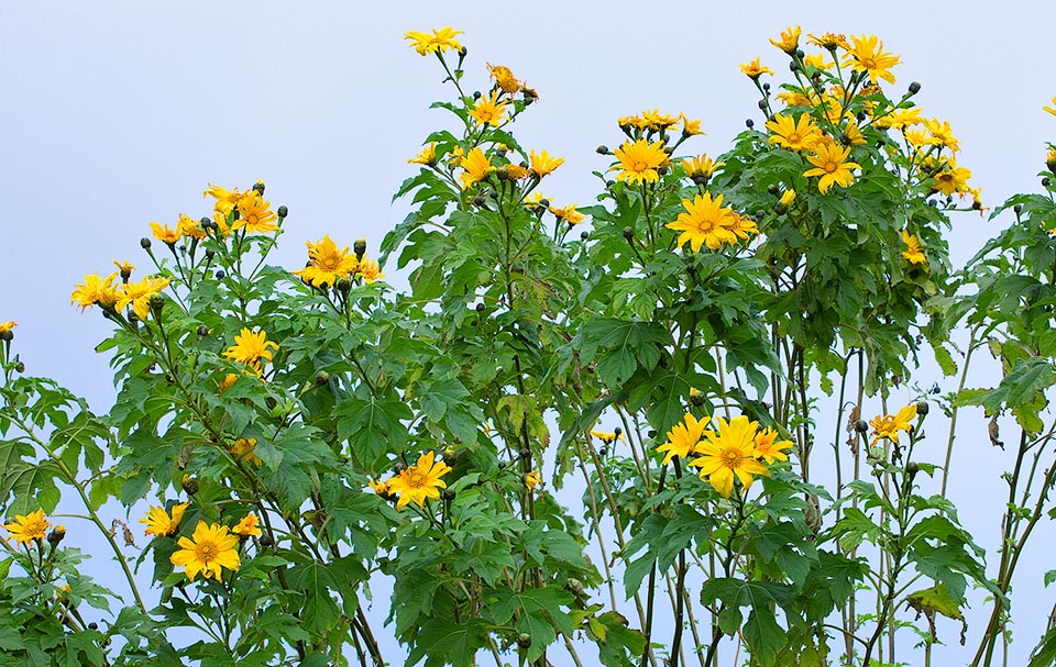 Hoa dã quỳ Ba Vì địa điểm chụp ảnh lung linh ở vườn quốc gia Ba Vì  HN