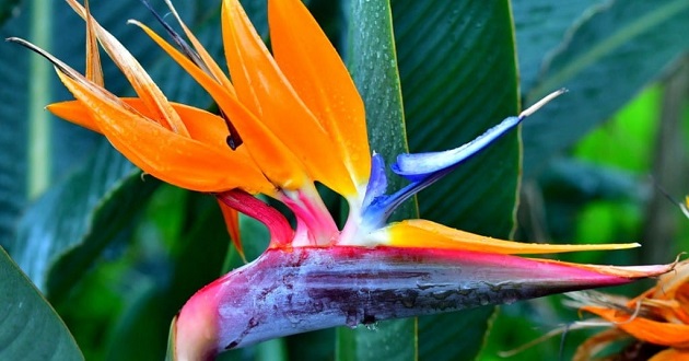 Bộ sưu tập 1000 thế giới các loài hoa đẹp nhất trên thế giới