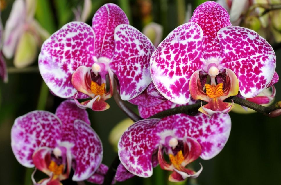 Top 10 các loài hoa đẹp nhất thế giới 2024 - META.vn